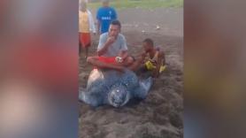 El maltrato a una tortuga que se encuentra en peligro de extinción