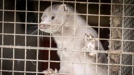 Dinamarca sacrificará a todos sus visones tras hallar una nueva cepa del coronavirus que ha infectado a humanos