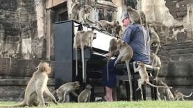 Un pianista británico toca un concierto para unos monos en Tailandia