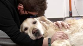 Los perros terapia que han marcado la diferencia en una escuela de educación especial