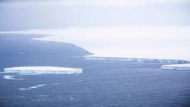 Un enorme iceberg amenaza el mayor refugio de pingüinos rey del planeta