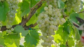 ¿Cómo se celebra Fin de Año en otras partes del mundo?