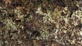 El nuevo reto viral: ¿ves algo raro en la imagen?