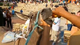 Obligan a un burro a beber cerveza por la nariz como premio por ganar una carrera