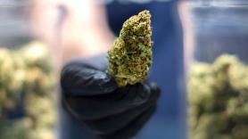 El futuro del cannabis medicinal en España se decide ahora