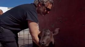 Joaquin Phoenix rescató a una vaca y a su cría el día después de ganar el Oscar