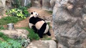 Una pareja de pandas se aparea tras estar 10 años intentándolo