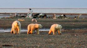 Trump permitirá la explotación petrolera en el Ártico de Alaska