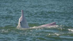 Los delfines blancos vuelven a las aguas de Hong Kong tras la reducción del tráfico por la COVID-19