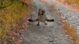 La tensa persecución de un puma a un corredor de Utah