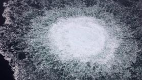 El misterio de las 47 focas halladas muertas con el estómago lleno en el mar Báltico: "Vomitaron por estrés antes de ahogarse"