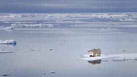 La anomalía de Svalbard desconcierta a los científicos: tienen menos hielo que nunca, pero los osos están cada vez más gordos