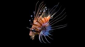 José Andrés caza peces león en el Caribe, una especie invasora desde 2008: si amenaza un ecosistema y es comestible, convertirla en alimento es parte de la solución