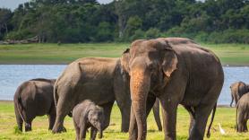 Los científicos coinciden: preservar la vejez de hipopótamos, elefantes y ballenas ayuda a conservar las especies por un concepto inesperado