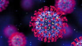 Científicos británicos lo confirman en 'Nature': nueva vía de entrada de coronavirus de murciélago a células humanas, pero descartan que vaya a provocar una pandemia inminente