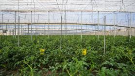 Javi y Juanmi, agricultores: "Te la juegas todos los años. Un mínimo fallo te tira contra las cuerdas"