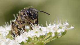 Redescubren en Irlanda una especie de abeja que se creía prácticamente extinguida desde hace 26 años