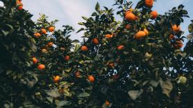 Pepe, agricultor de naranjas, indignado: "Vienen los típicos de la bolsita y se encargan de vaciarte el árbol"