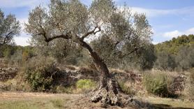 Un agricultor de Guadalajara tira de ingenio con su apero para varear y recoger aceitunas desde el tractor