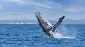 Las olas de calor también afectan a los ecosistemas marinos: las ballenas permanecen más en silencio y los científicos tratan de comprender por qué