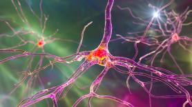 Científicos imprimen neuronas artificiales que activan células cerebrales de ratones: las pruebas abren la puerta a implantes que recuperen audición, visión y movimiento