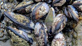 Marion, bióloga, ante sus mejillones muertos por el calor del Mediterráneo: "Mueren de agotamiento. A estas temperaturas ya no se mueven, respiran mucho, pierden energía"