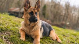 Un pastor alemán vuelve agotado de la guardería y lo que hace derrite el corazón