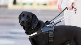 Jeanette, 75 años, adopta a un perro que llevaba 700 días en un refugio: su alegría corriendo en el jardín contagia