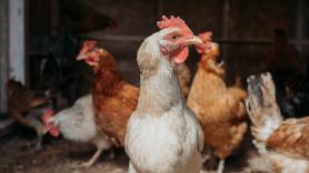 El Gobierno cambia las normas: tener gallinas para autoconsumo sin registrarlas es una infracción con multas de hasta 3.000 euros