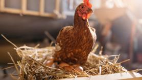 Iluminar el interior de huevos sin eclosionar podría permitir revelar el sexo de los pollos para evitar su sacrificio