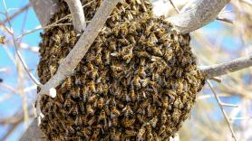 "No podía ni abrir la ventana de la habitación": regresa de vacaciones y se encuentra en casa una colonia de abejas