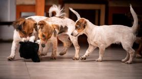 Tres perros recorren 4.000 kilómetros buscando pareja: es el viaje más largo registrado en la historia de África