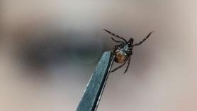 Los científicos revelan un truco sencillo: puede reducir las garrapatas hasta en un 99%