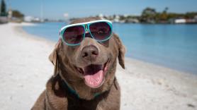 Experto en adiestramiento canino: "Si tu perro sufre un golpe de calor nunca lo mojes con agua helada"