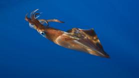 El cambio climático ha cambiado para siempre la fauna del Mar del Norte y los pescadores de Países Bajos ya lo notan: no paran de sacar calamares