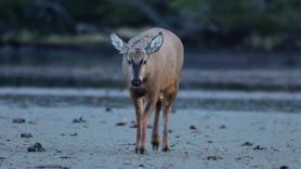 Encuentran en Magallanes un mamífero que se creía extinto desde 1979