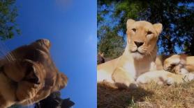Una manada de leones encuentra una cámara oculta y lo que logra grabar te sacará una sonrisa