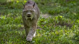 Graban a una de las especies felinas más esquivas del mundo: "Es fascinante"