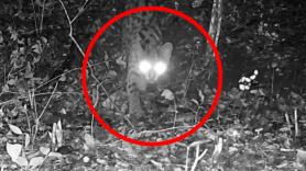 Consiguen grabar por primera vez con cámaras trampa a la rara especie felina trepadora en amenaza