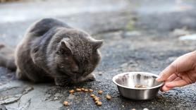 Una vecina lo denuncia por salir cada mañana de casa "con una copa en la mano" y la policía descubre la verdad: era el desayuno de un gato callejero