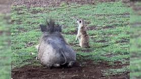 Graban a un jabalí y un suricato jugando juntos y todos llegan a la misma conclusión: son Timón y Pumba