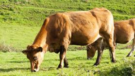 30.000 toneladas de ternera australiana al año pese a las quejas de ganaderos gallegos: el impacto al campo del nuevo acuerdo comercial de la UE