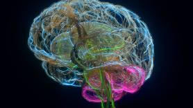 Lucía Prieto Godino, neurocientífica: "Si averiguamos cómo evolucionan los cerebros de las moscas, estaremos un paso más cerca de entender cómo evoluciona nuestro propio cerebro"