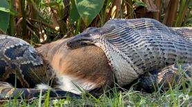 Asusta ver a esta gigantesca serpiente devorando ciervos: “Había abierto su boca hasta el límite”