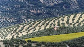 Rosario Minchón, productora de aceite en Jaén: "En España el agua es el primer problema y el suelo, el segundo, y llevamos décadas perdiendo ambos"