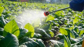 Los expertos coinciden: casi la mitad de los agricultores del mundo sufre cada año una intoxicación aguda por pesticidas