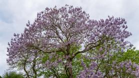 Este árbol crece increíblemente rápido y transforma tu jardín en un oasis incluso con temperaturas de 40 °C