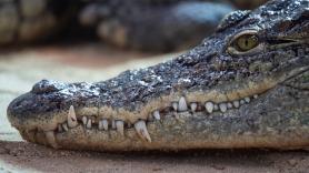 India cambia las normas y sopesa llenar sus ríos fronterizos de cocodrilos y serpientes venenosas para frenar la inmigración ilegal: "Una barrera biológica"