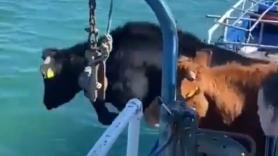 Imposible no sonreír viendo a estas vacas saltar al agua para llegar a las islas Inishkea