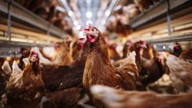 1.600 euros más al mes solo en pienso: así golpea la guerra a una granja de huevos canaria con 62 años y 20.000 gallinas